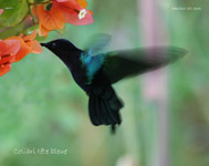 Colibri tete bleue_2944.jpg